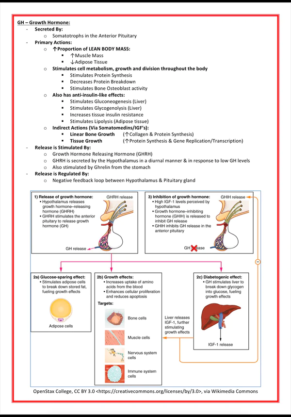 endocrine-1.png