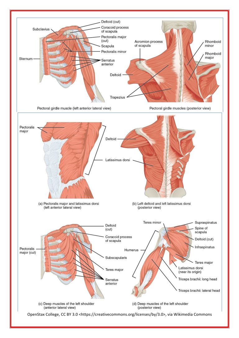 musculoskeletal-2.jpg