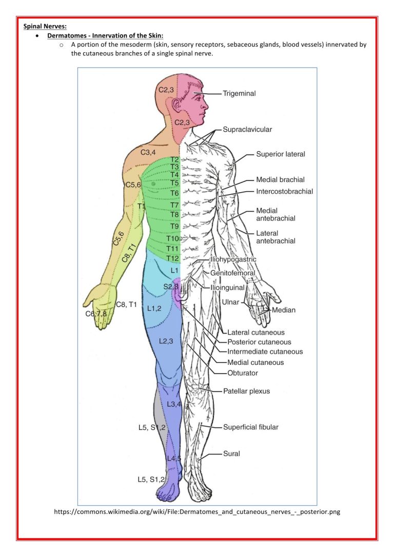 neuro-2-1.jpg