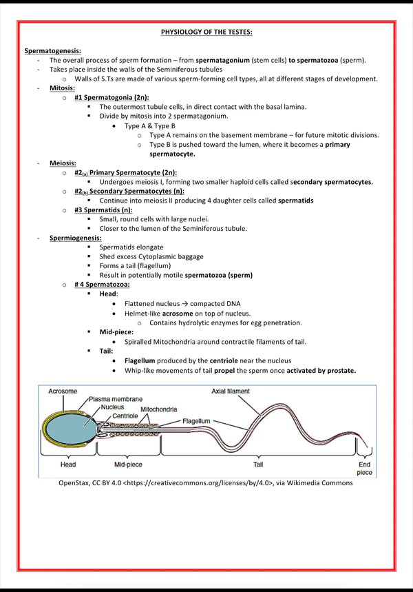 sexual-reproductive-system-1-1.png